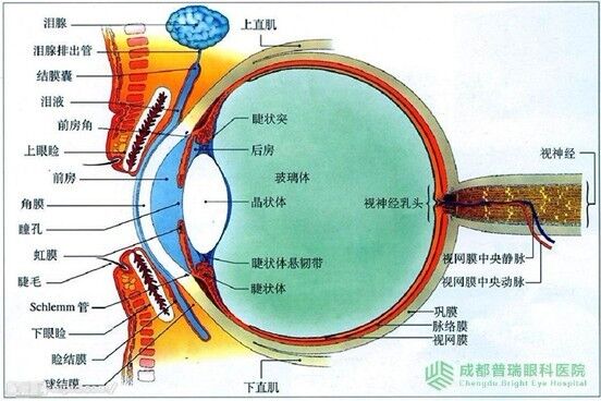 眼睛黃斑病變的癥狀和治療